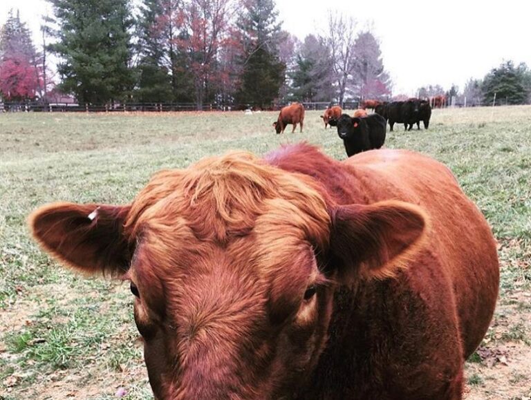 Sylvanaqua Farms4 768x579