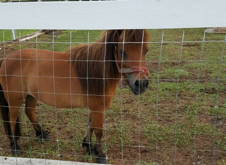 grace farms grace farms 768x564