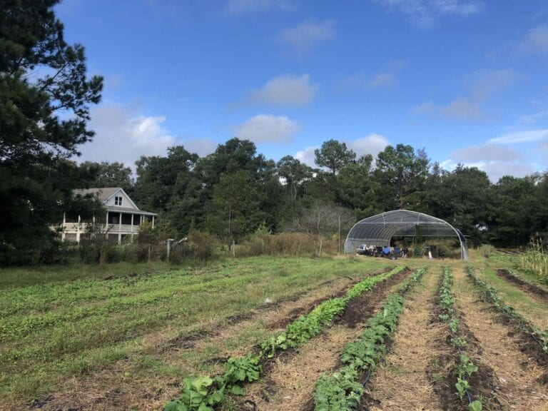 morning glory homestead friendly fowl farm 2 768x576