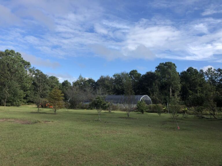 morning glory homestead friendly fowl farm 768x576