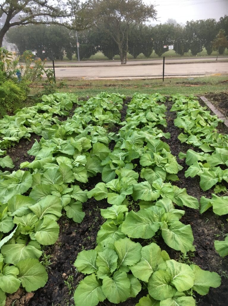 BlodgettUrbanGardens2 768x1029