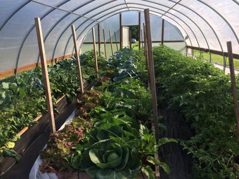 BotanicalBitesProvisions5 768x576