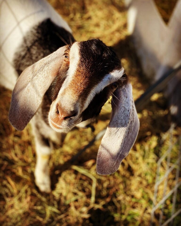 BunkhouseAcres 768x960