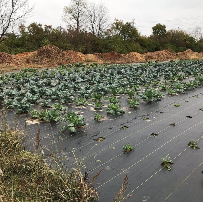HeruUrbanFarming 768x766