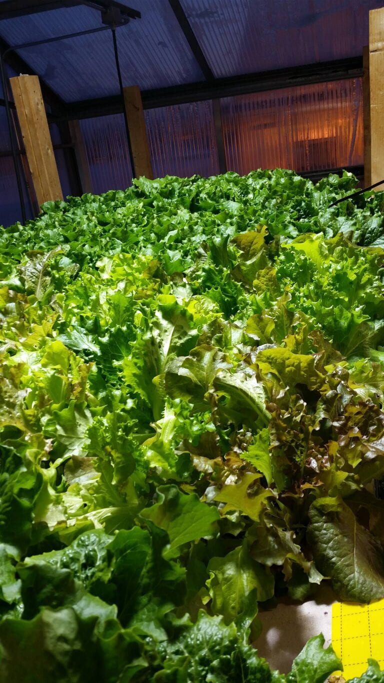 HolisticHealthFarms3 768x1365