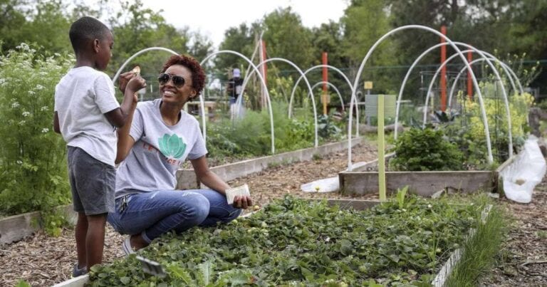 LettuceLive3 768x403