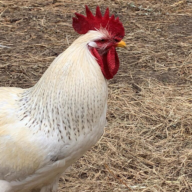 MorningGloryHomestead 768x767