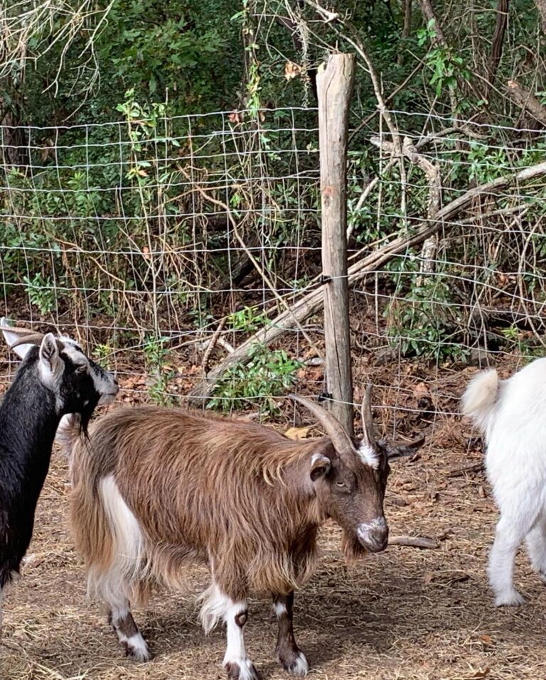MorningGloryHomestead2 768x957