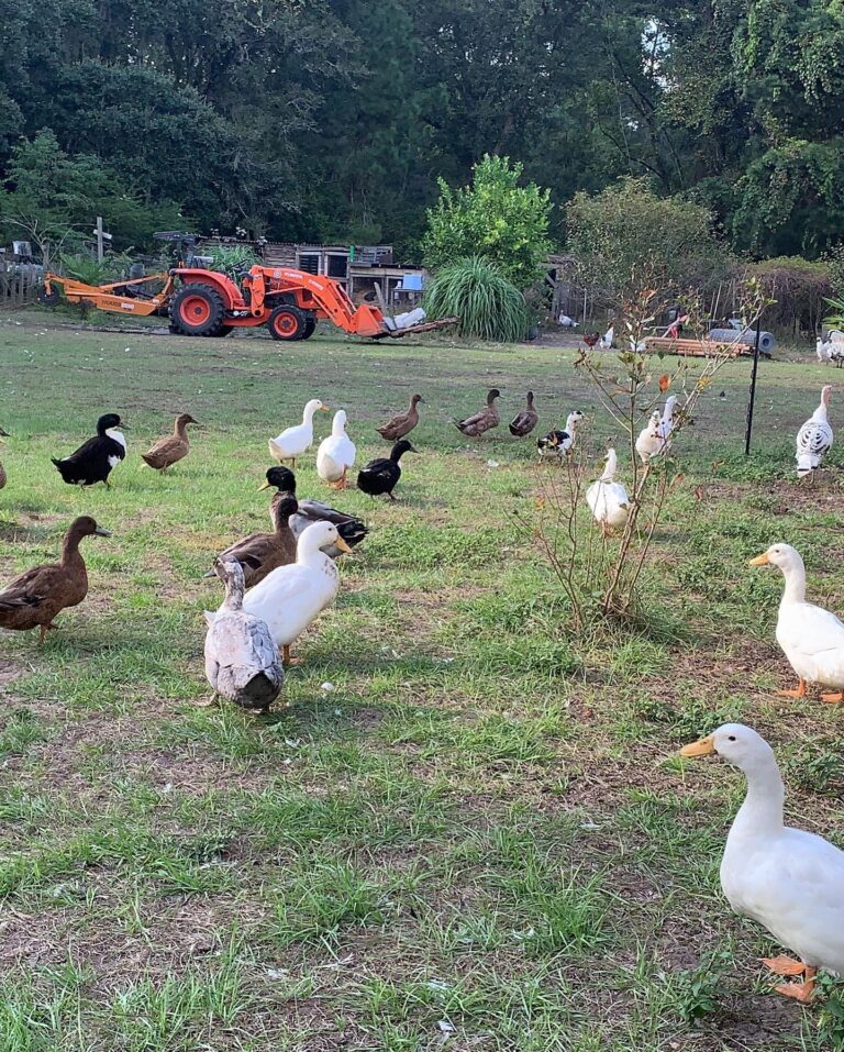 MorningGloryHomestead3 768x957
