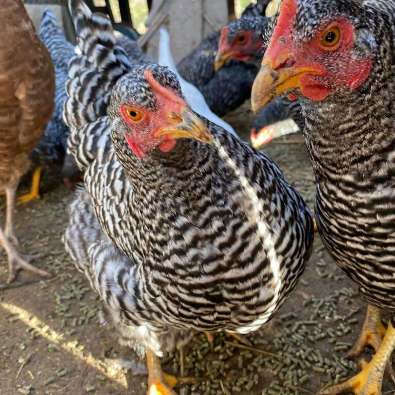 MothersFinestFamilyFarm2 768x768