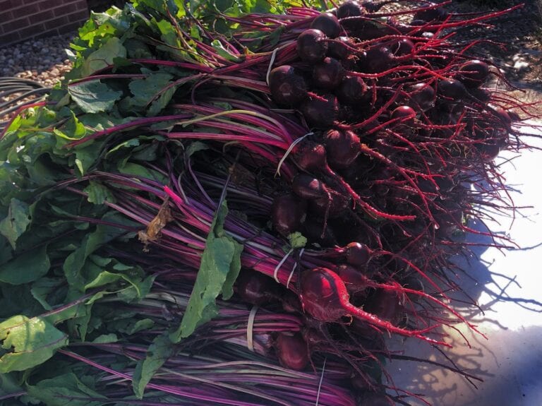 RebelsInTheGarden3 768x575