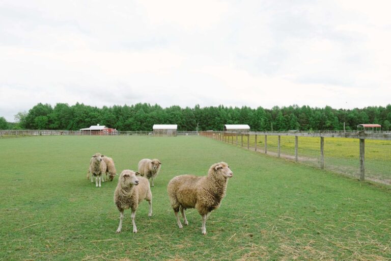 country living at its best country camping at its best animal sheep 768x512