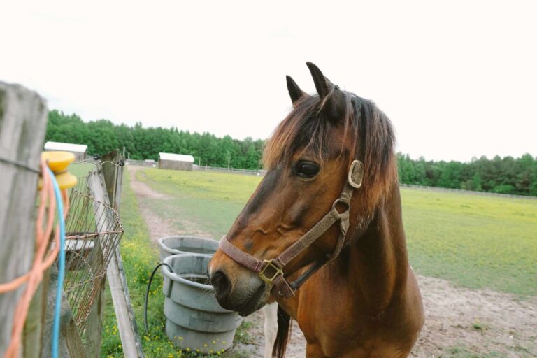 country living at its best country camping at its best horse animal 768x512