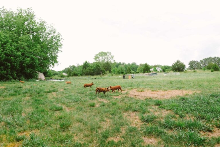 homestead asili well known secret just outside town animal pigs 768x512