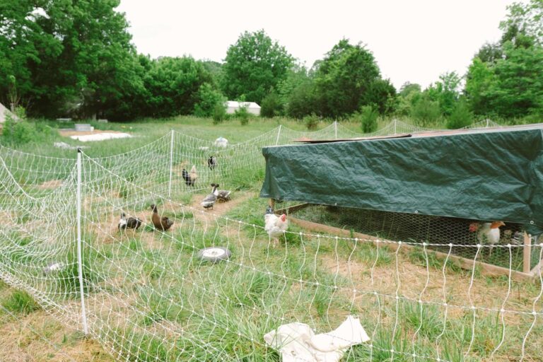 homestead asili well known secret just outside town farm animal chicken 768x512