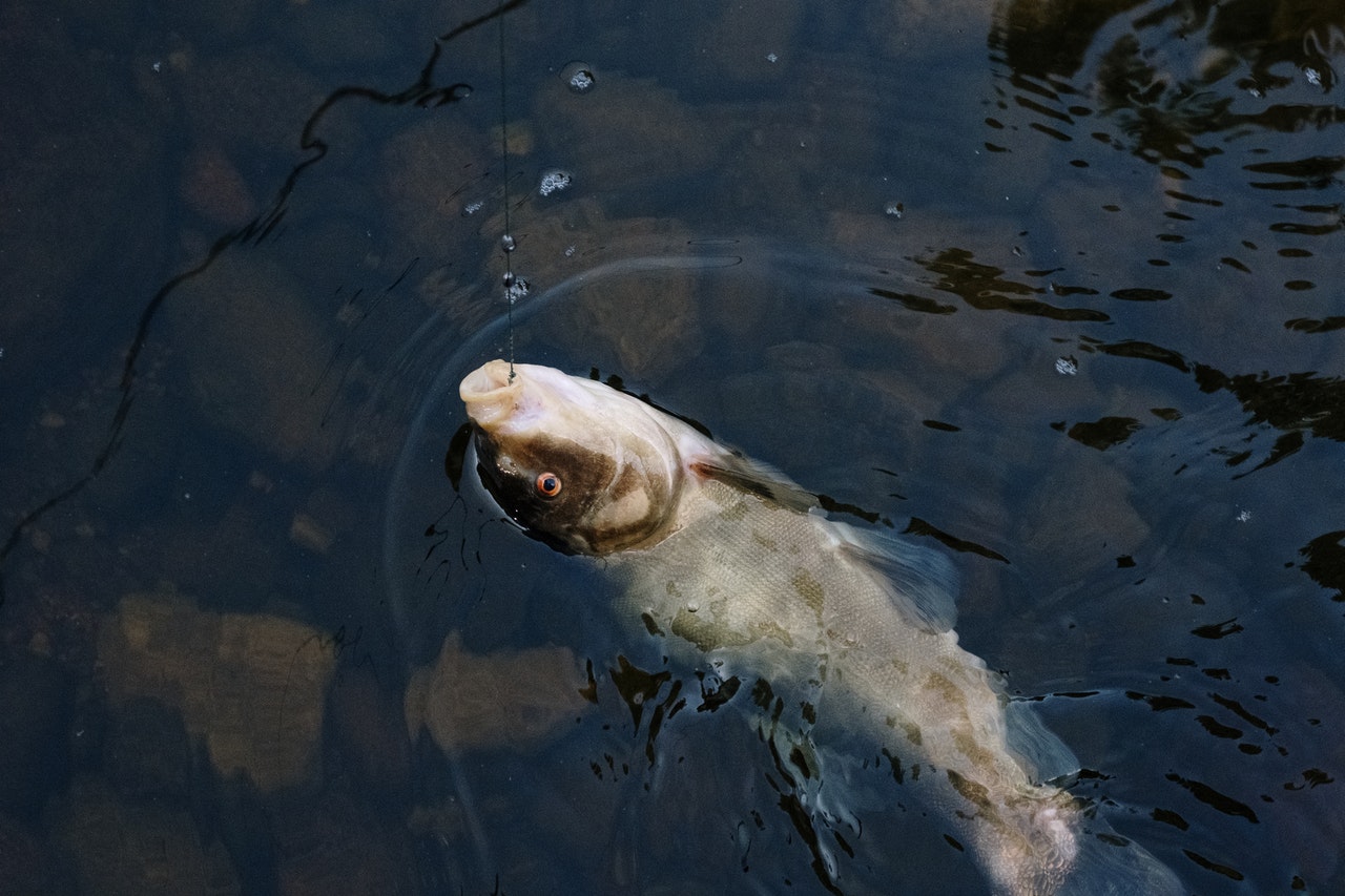 A Quick Beginners Guide To Getting Started With Freshwater Fishing -  Outdoorsy Black Women